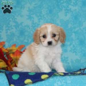Peaches, Cavachon Puppy